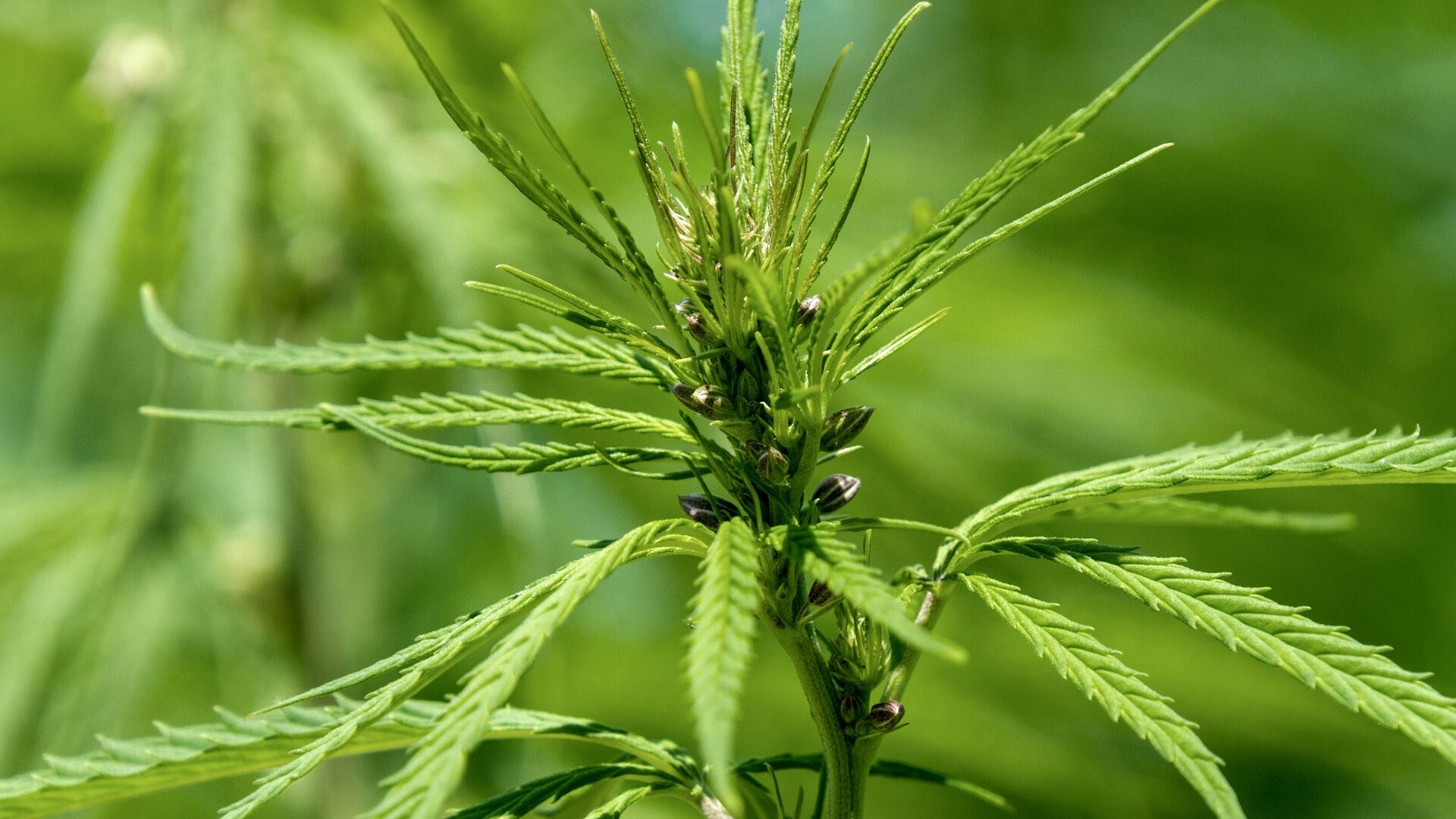 Industrial Hemp Plant