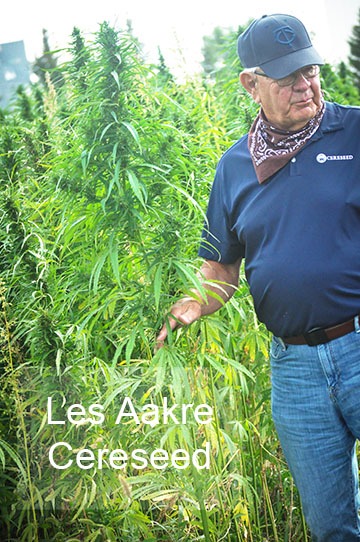 man in hemp field