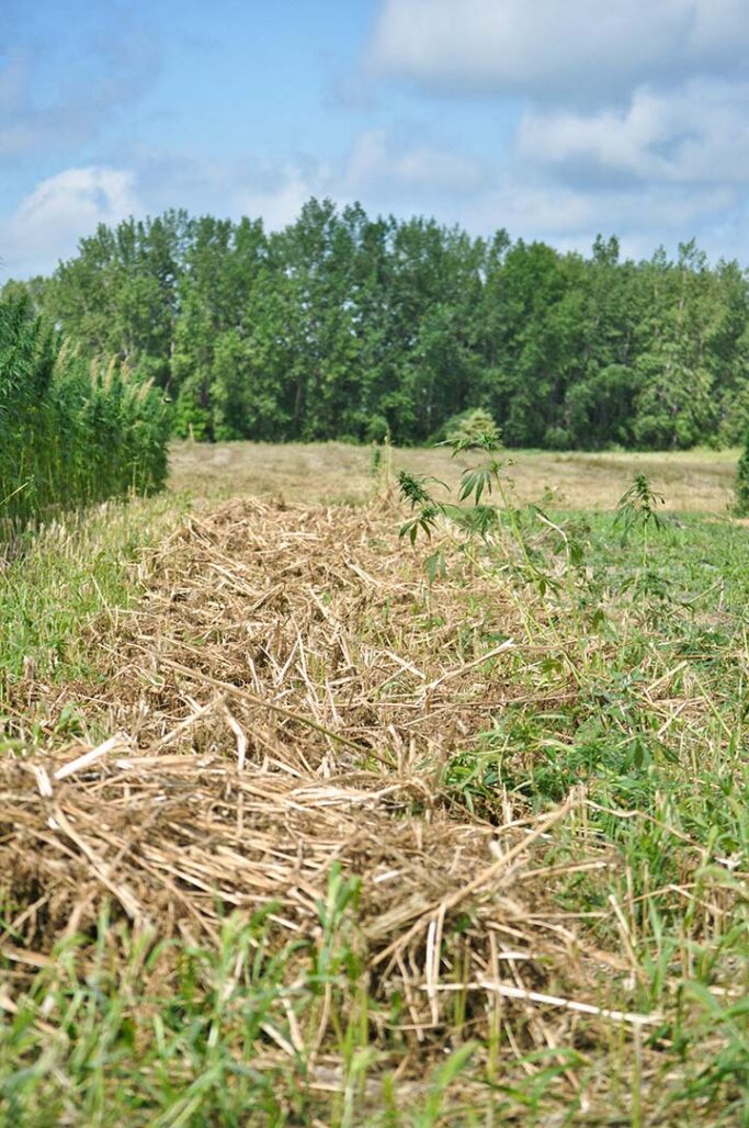 hemp windrow