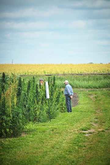 Men in hemp field